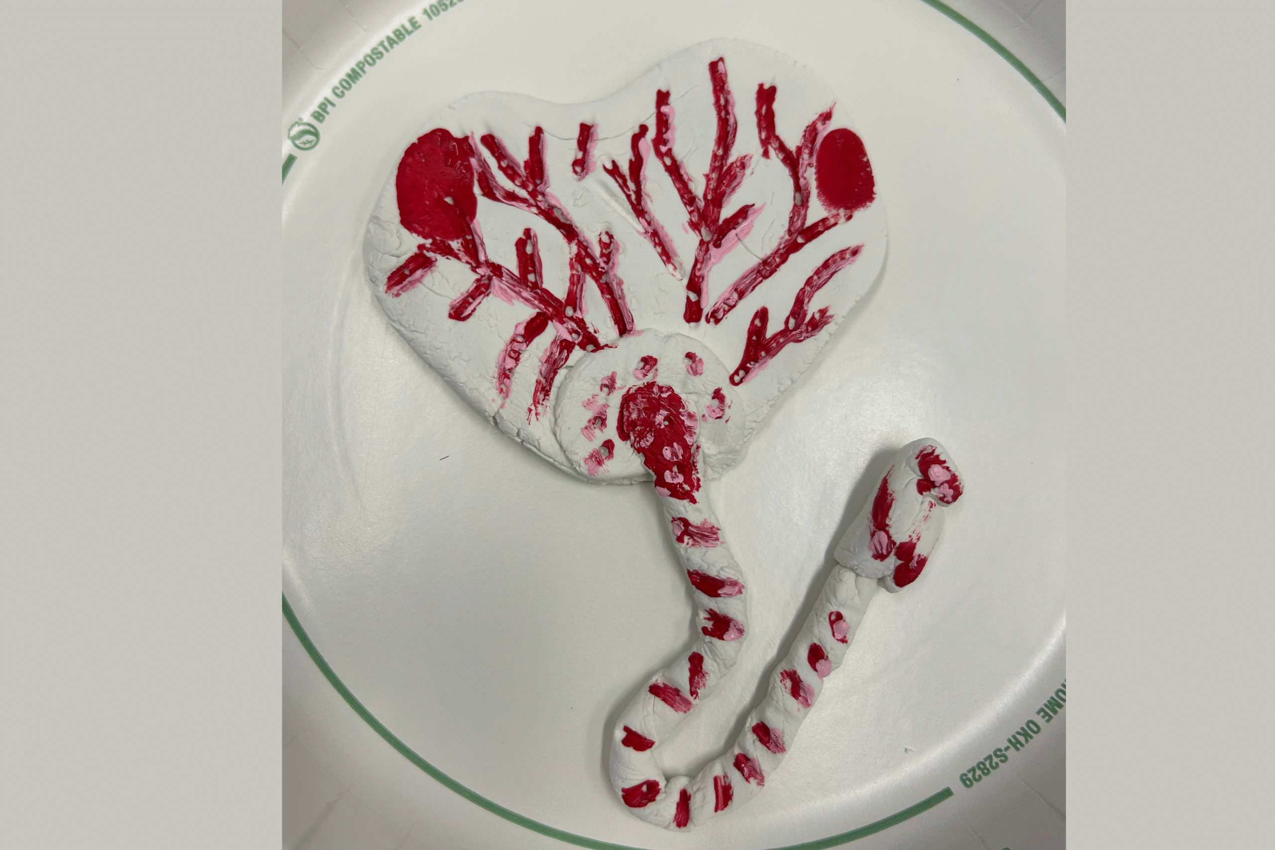 LA PLACENTA: EL ÓRGANO QUE DA VIDA… Y SIGUE CUIDANDO DE TI